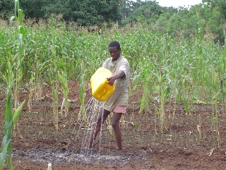 Farmer watering oniions